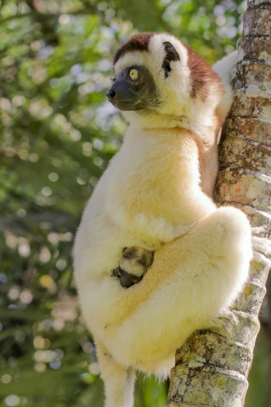 туры на Мадагаскар