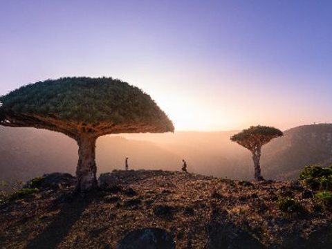 Туры на Сокотру