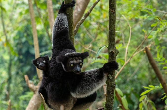 туры на Мадагаскар