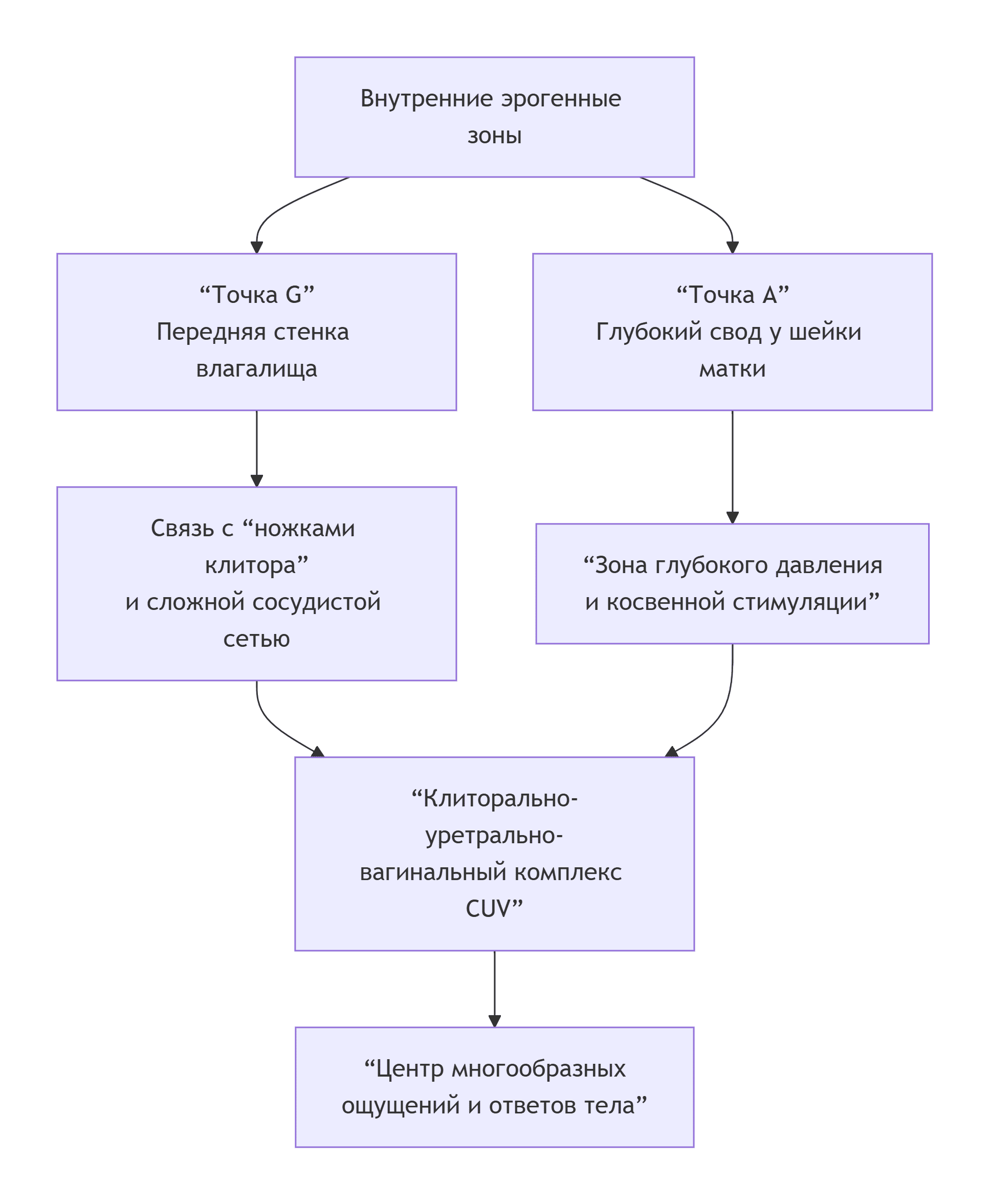 Схематическое расположение ключевых эрогенных зон