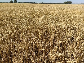 Посевы ячменя