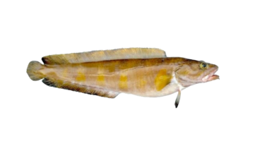 Tusk