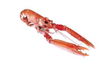 Langoustine Superior Lobster