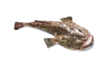 Monkfish