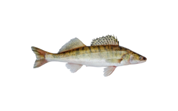 Pike Perch