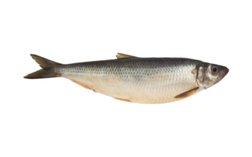 Atlantic Herring