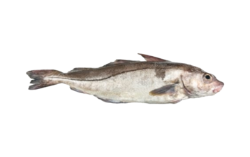 Haddock