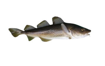 Cod