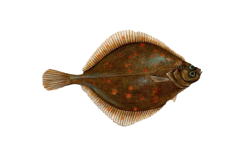 Plaice