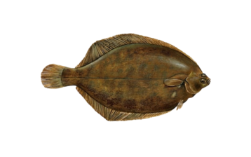 Lemon Sole