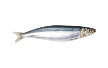 Silver smelt