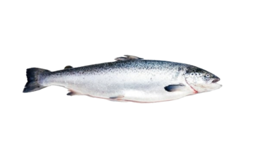 Atlantic Salmon