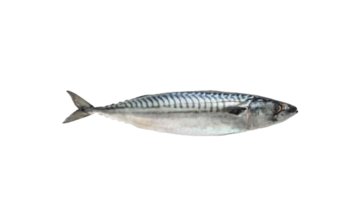 Mackerel