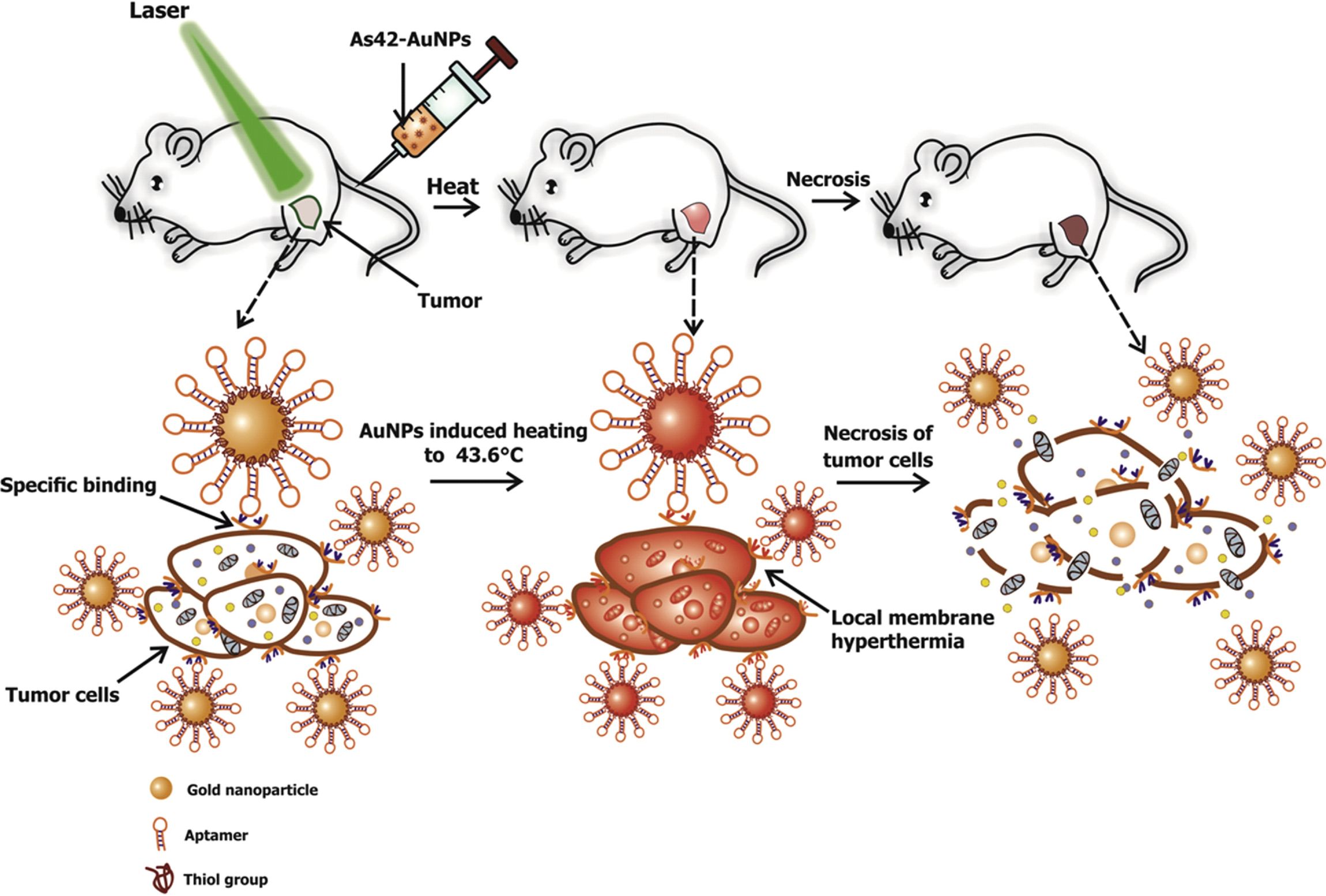 AptamerTargeted Plasmonic Photothermal Therapy of Cancer