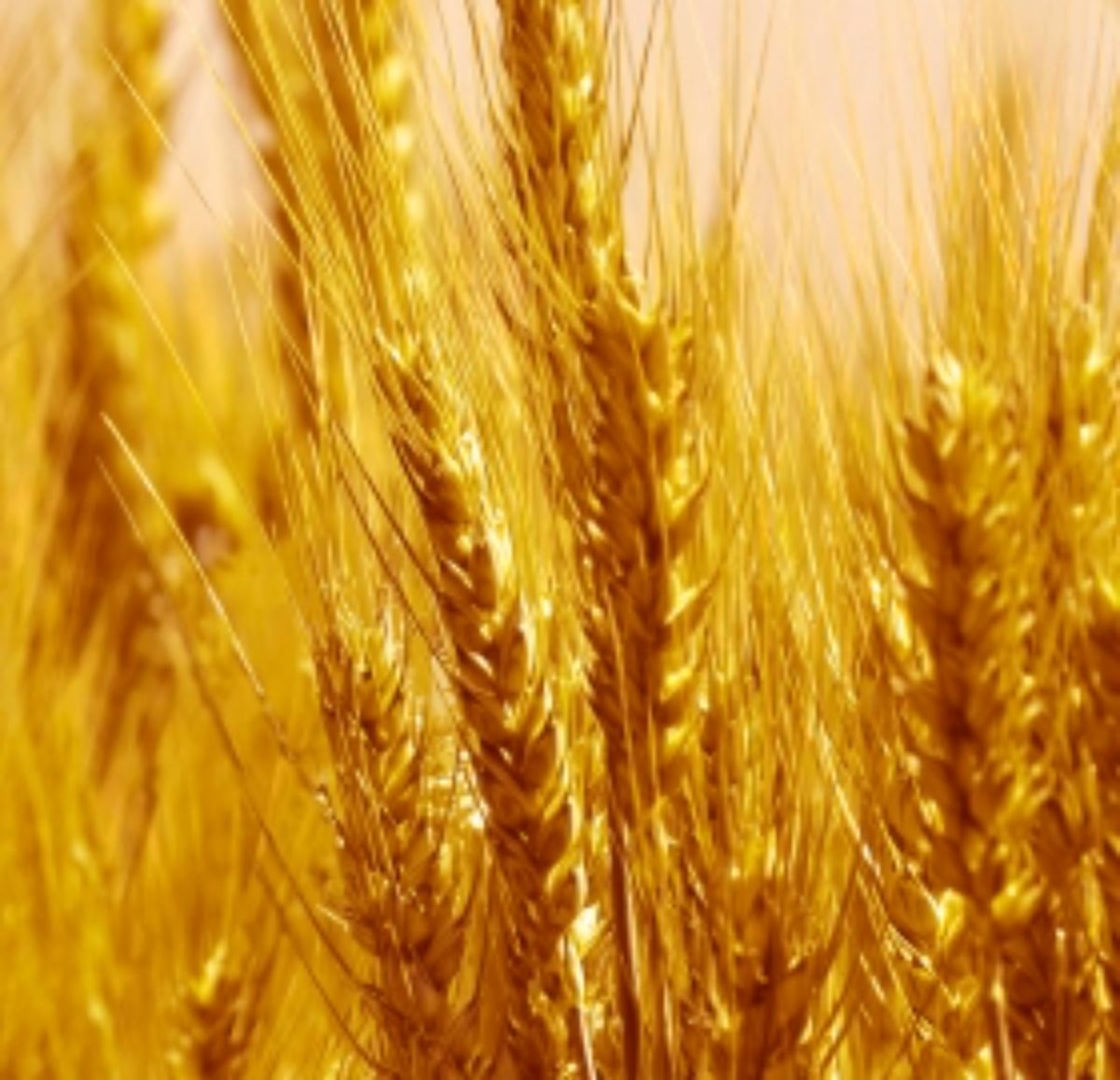 Колосок пшеницы золотое