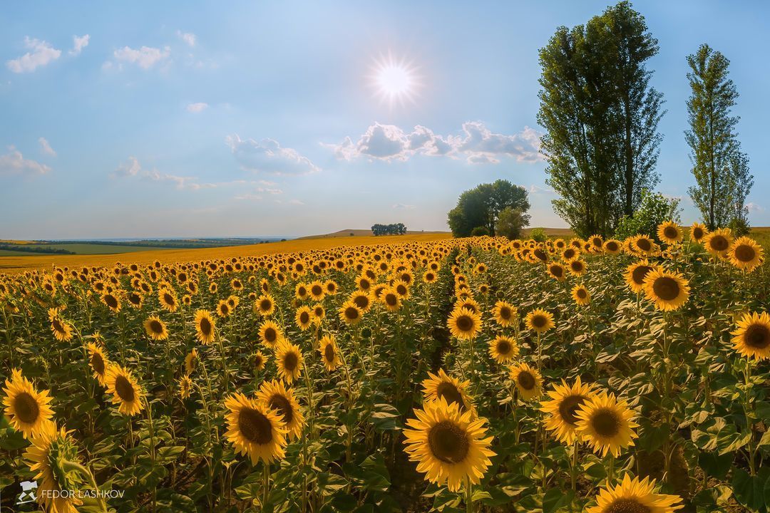 Змеи ставропольского края фото с названиями