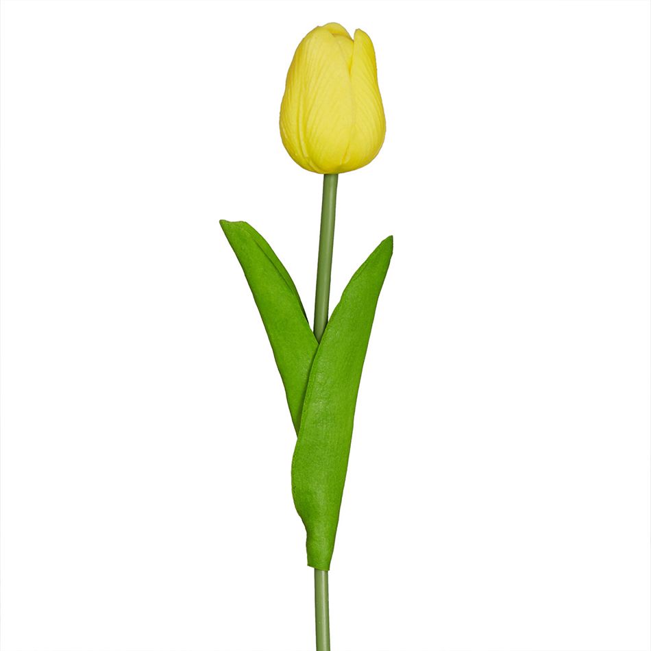 Фотосъемка желтый тюльпан