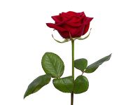 Съемка цветов поштучно роза