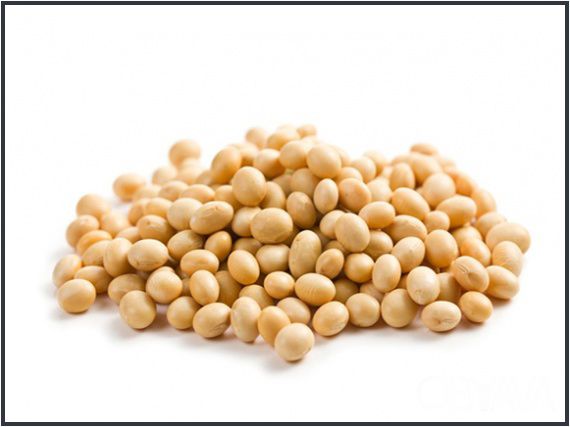 Соя полножирная. Экструдированные корма