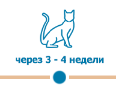 повторная прививка котятам