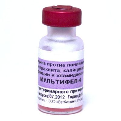 Вакцина Мультифел-4. Прививки кошкам на дому в Москве.