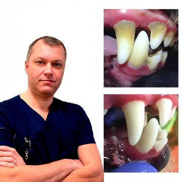 Ультразвуковая чистка зубов у кошек и собак