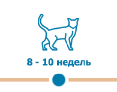 первая вакцинация котят