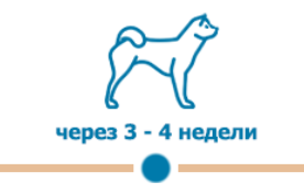 повторная прививка собак