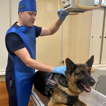 Дентальный рентген для кошек и собак