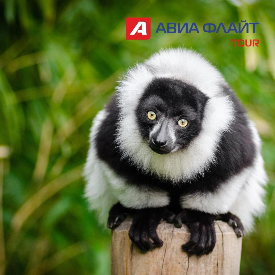 купить тур на мадагаскар в якутске