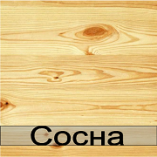 Сосна