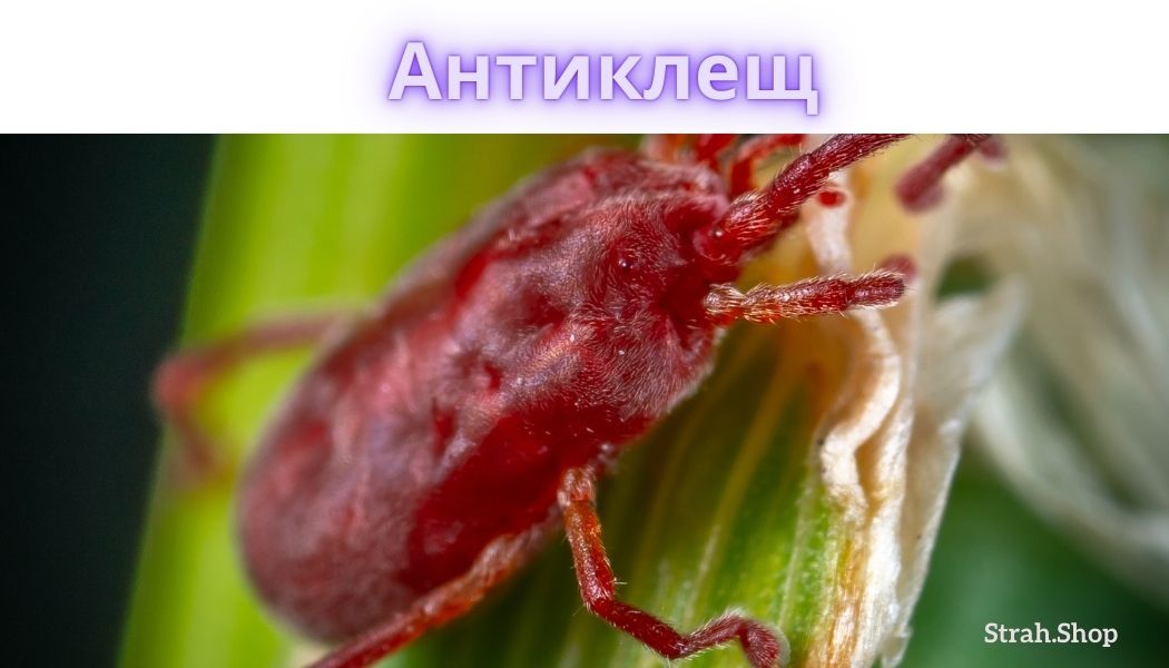 Страховка от укуса клеща