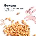 Обзор рынка ячменя ссылка на отчет