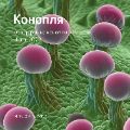 Обзор рынка конопли ссылка на отчет
