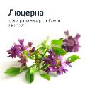 Обзор рынка моркови ссылка на отчет