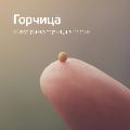 Обзор рынка горчицы ссылка на отчет