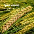 Обзор рынка тритикале ссылка на отчет