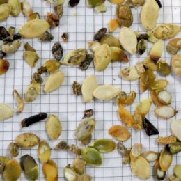 Pumpkin seed contaminants after cleaning on color sorter
(rejected material)