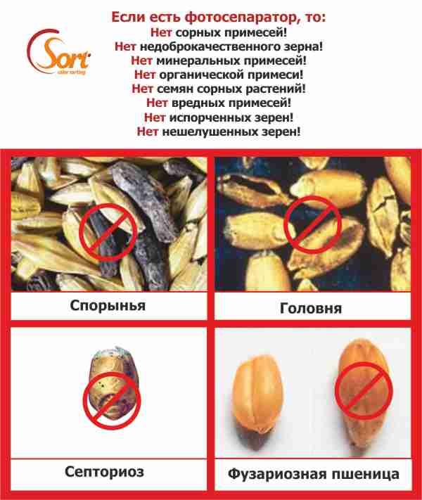 Вредные примеси в зерне презентация