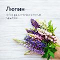 Обзор рынка люпина ссылка на отчет