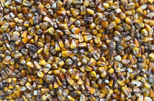 Reject, rotten and black corn kernels