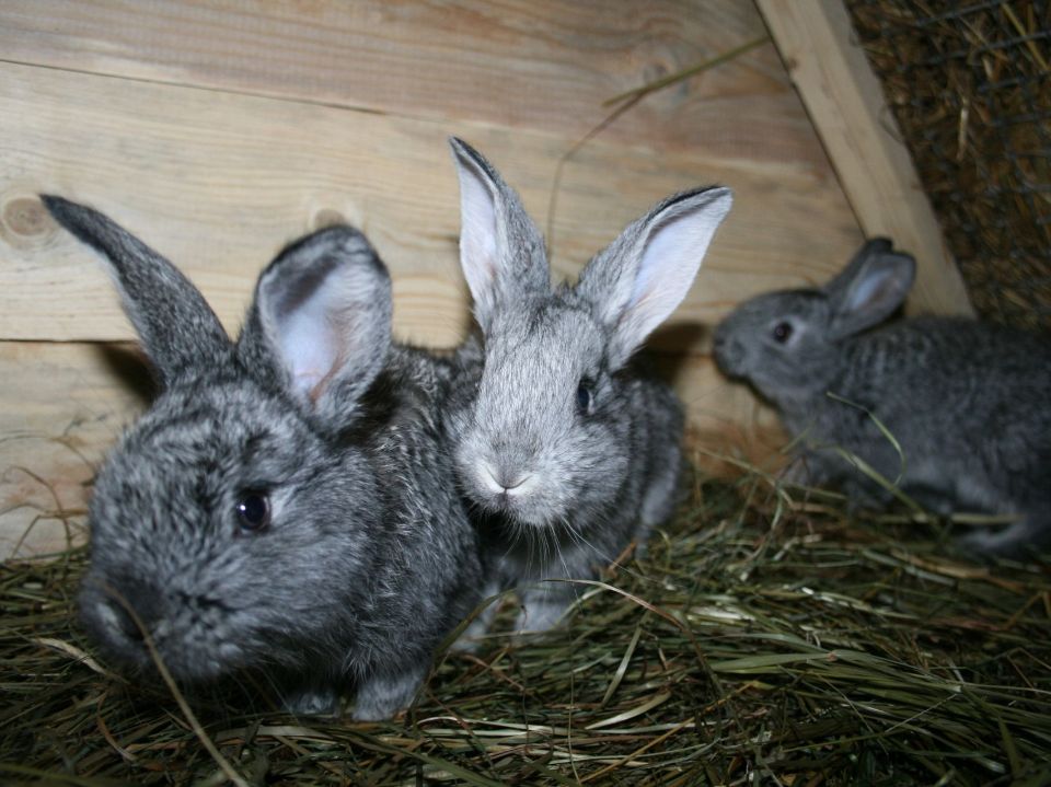 Ферма кроликов на хуторе Белая Коза