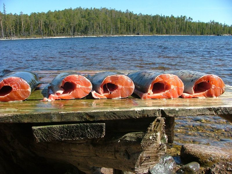 "Пяозеро (Кумское водохранилище) одно из немногих озер, где обитает  "Кумжа",  из семейства лососёвых, а так же множество других сотров рыб.