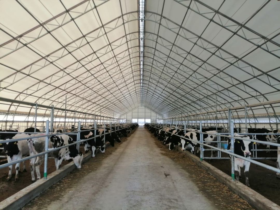 ангар для животноводства