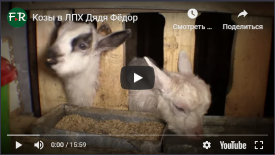 Козы в ЛПХ Дядя Фёдор