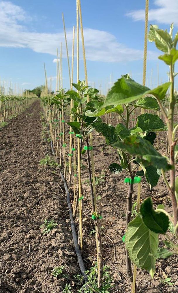 Опора для виноградника, плодопитомника