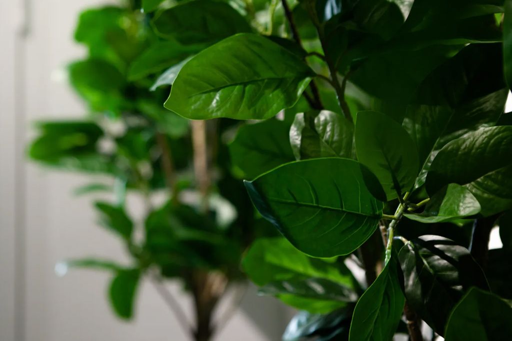 игра лила королев