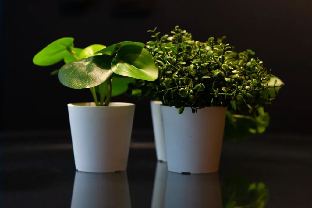 игра лила в королев