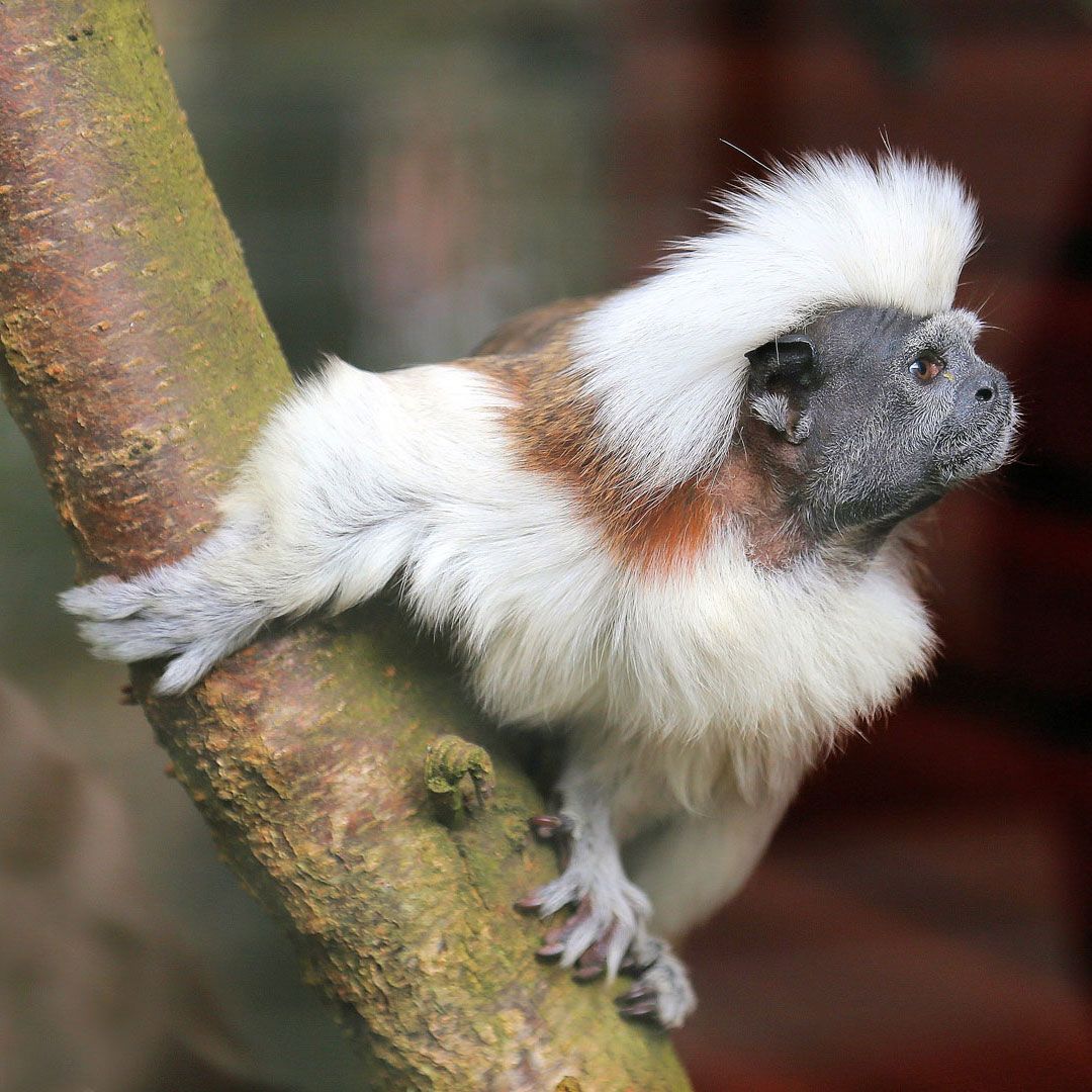 Эдипов тамарин (Saguinus oedipus)