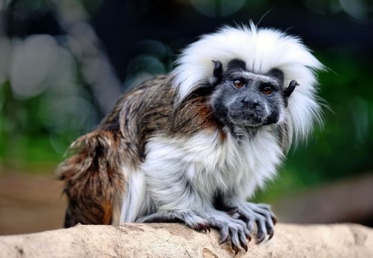 Эдипов тамарин (Saguinus oedipus)